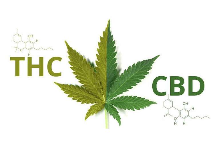 What is the difference between CBD and THC, and what is the difference?